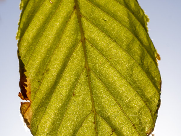 夏天栗树的叶子在阳光下摇曳。夏天的概念图片下载
