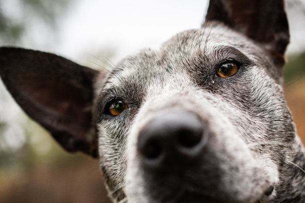 澳洲牧牛犬图片下载