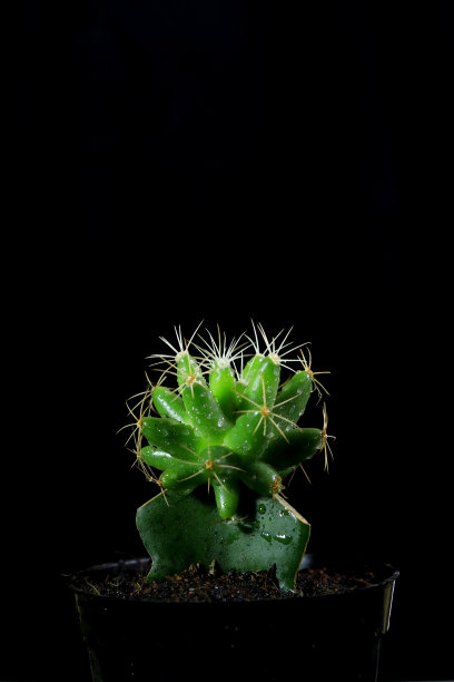 新鲜仙人掌种图片下载