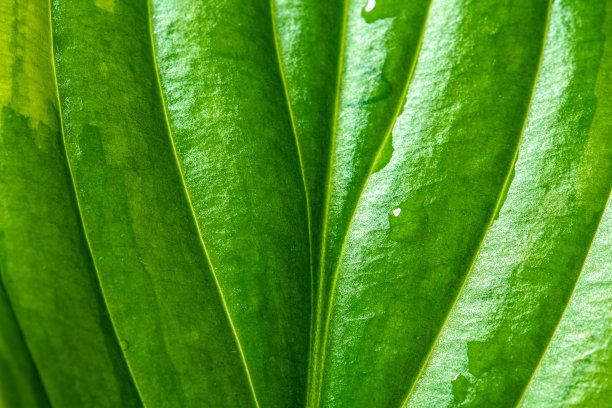 靠近一片潮湿的大叶子，水珠流下来。图片下载