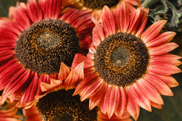 暗红色到橙色的向日葵特写在花园里盛开，五彩缤纷的花朵背景图片下载