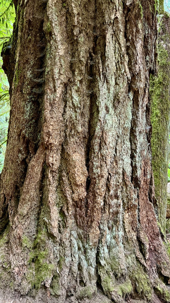 大叶枫叶麦克米伦省公园巨大的千年古树覆盖着苔藓的整个照片在加拿大的丛林中不切实际的大尺寸图片下载