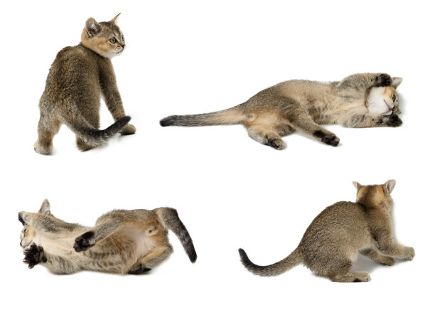 一只小灰猫在白色的背景下玩耍，这是苏格兰直。图片下载