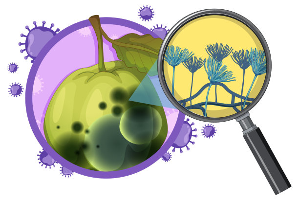 腐烂发霉不能食用的番石榴图片下载