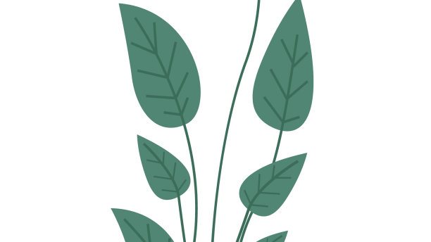 陶瓷制的具有长叶子的装饰性绿色植物图片下载