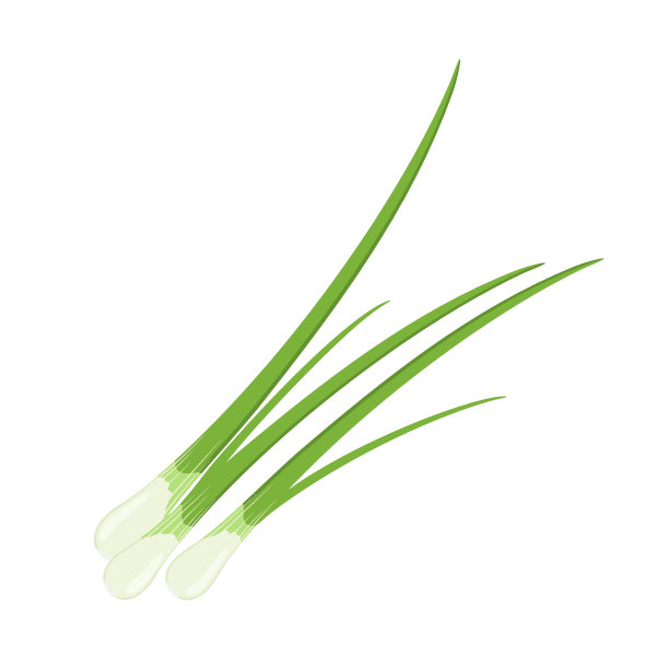 青葱，香葱或葱花，矢量插图孤立在白色背景上图片下载
