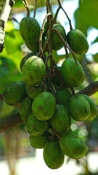 Ambarella水果图片下载