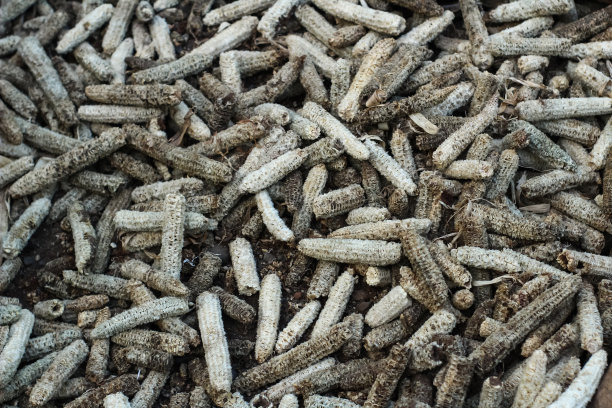 已播种了玉米图片下载