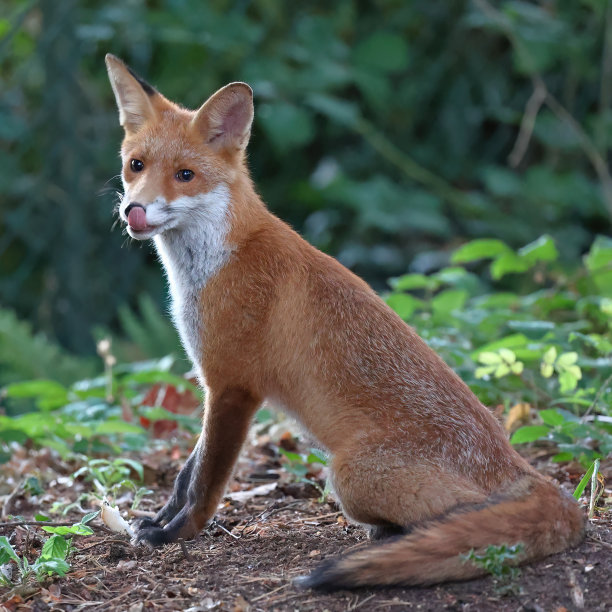 小狐狸在我的花园里图片下载