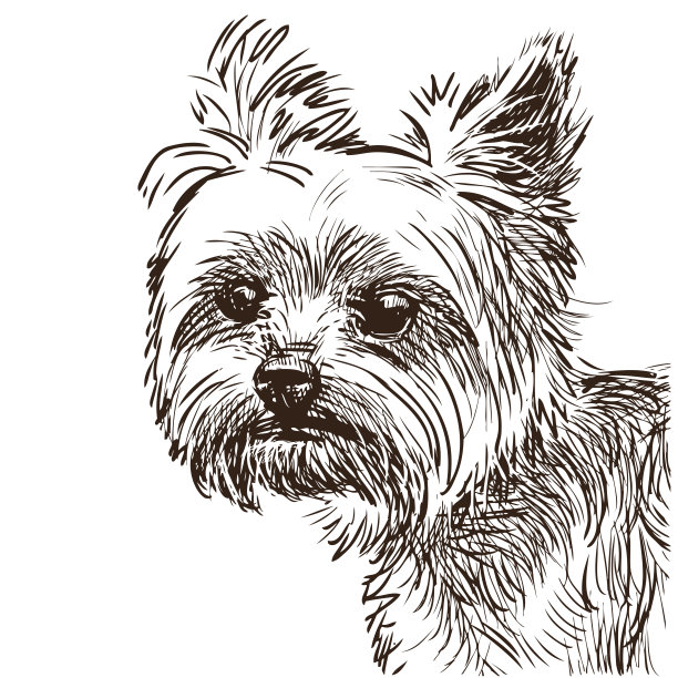 可爱的约克郡梗的素描肖像图片下载