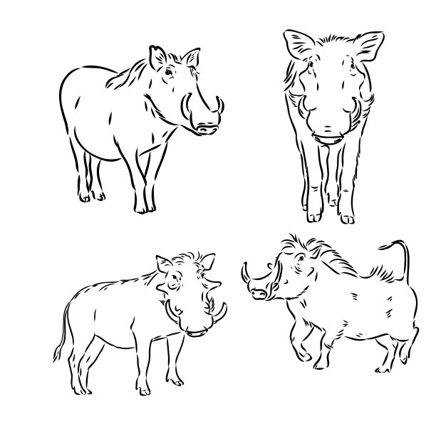 一张疣猪脸的黑白线条画图片下载