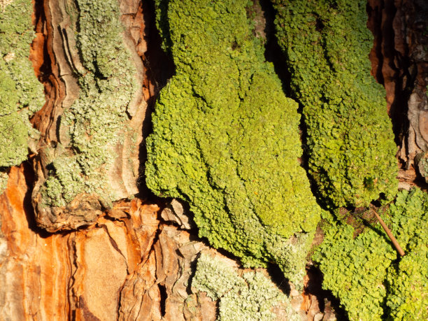 针叶林中成年松树树干的纹理图片下载