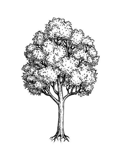 枫树水墨写生。图片下载