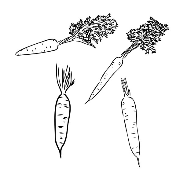 胡萝卜手绘集孤立菜刻图片下载