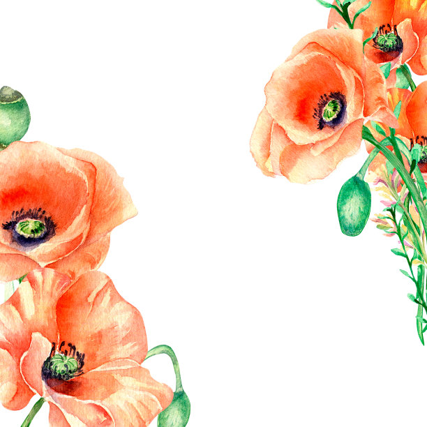 框架与草甸红色的花朵，花卉花束水彩插图孤立。图片下载