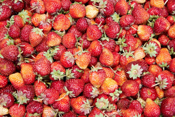 新鲜的红色花园草莓背景，俯视图图片下载