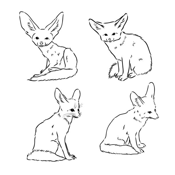 一个年轻的耳廓狐狸走狐狸fenek素描图片下载