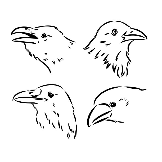 黑鸦被孤立在白底手上图片下载