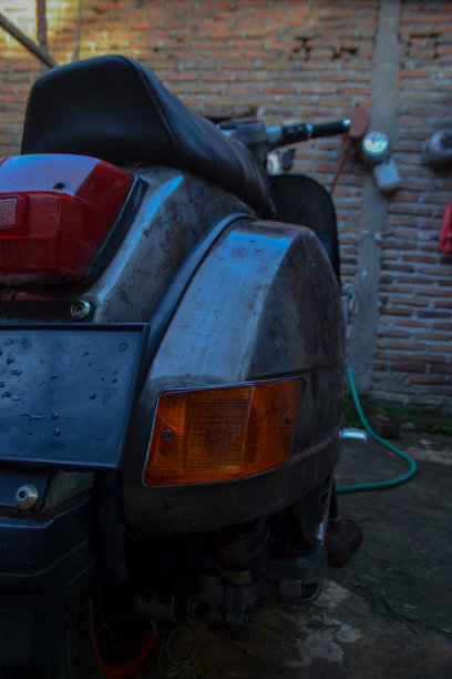 胡蜂属老图片下载