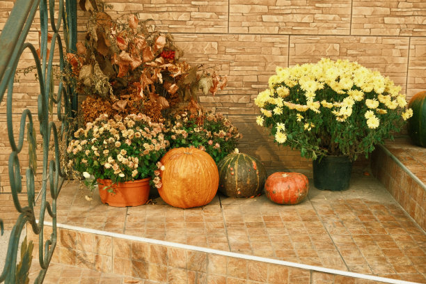 万圣节前花园里的南瓜和葫芦。万圣节的准备，雕刻南瓜和雕刻南瓜灯素材图片