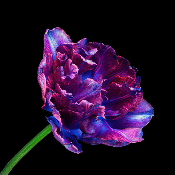 多色开花郁金香具绿色茎在黑色背景上分离图片下载