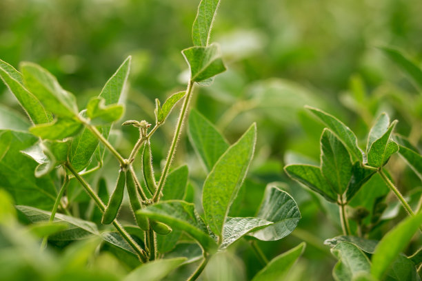 花园里种着大豆。农业、农学、行业图片下载