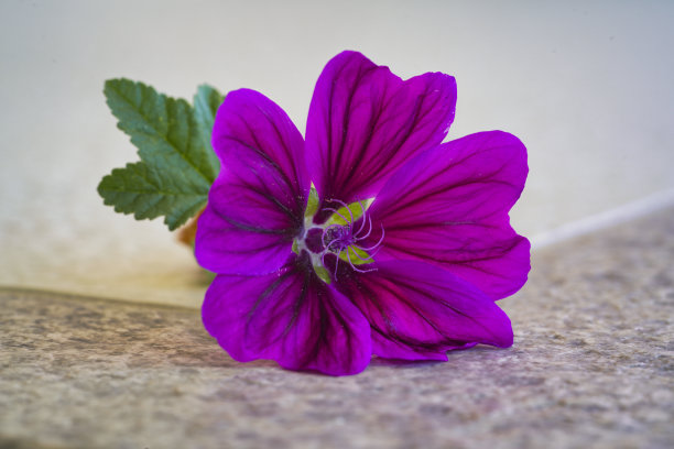 紫色野花绽放近距离锦葵树科锦葵现代植物背景高品质大尺寸版画图片下载