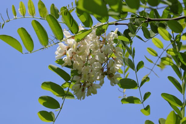 刺槐花-刺槐图片下载
