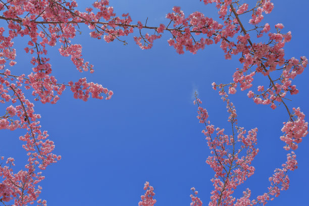 粉红色的樱花图片下载