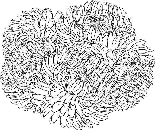 菊花花束线条艺术图片下载