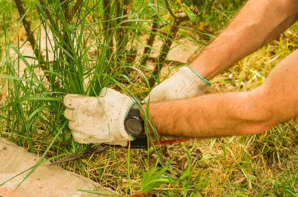 花园的剪刀剪草图片下载