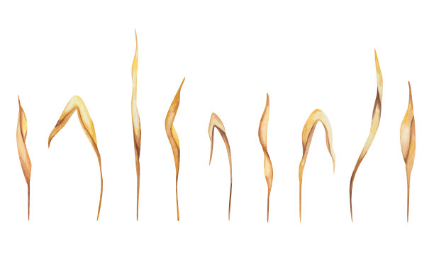 水彩插图手绘金黄色长干黑麦，小麦植株。秋天的颜色。农业领域。茂密的树叶。孤立在白色剪贴画上的版画，图案制作图片下载