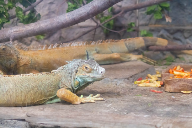 鸟舍里的鬣蜥特写。在动物园喂爬行动物。图片下载