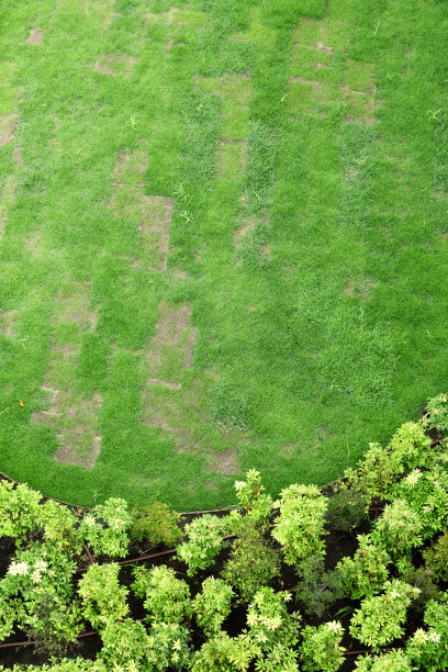 草坪在生长的过程中图片下载