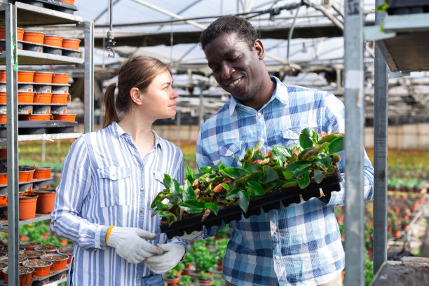 非洲裔美国农民拿着盒式花芽，和一位女同事讨论一些事情图片下载