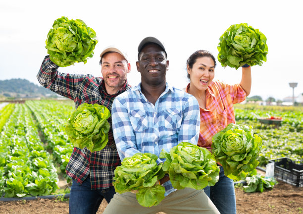 欢快的工人们拿着新鲜采摘的生菜摆出有趣的姿势图片下载