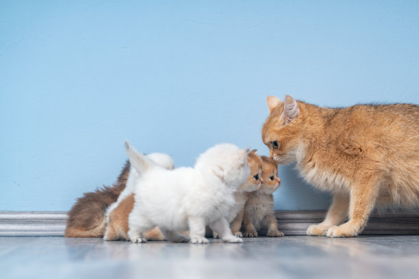 地板上英国短毛猫一家的照片图片下载