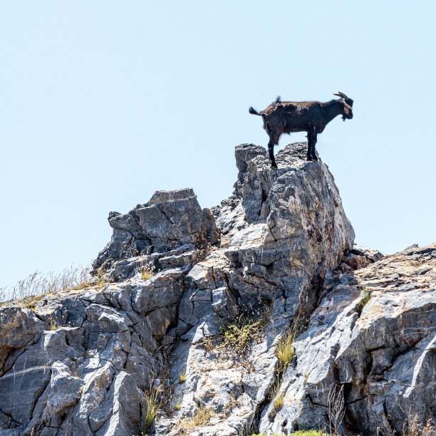 希腊罗德岛，一只黑色的山羊站在岩石上图片下载