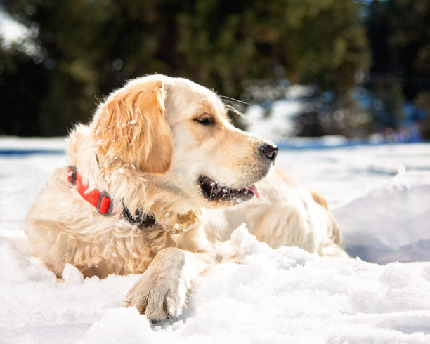 冬天的狗图片下载