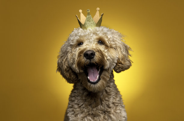 Goldendoodle工作室的照片图片下载