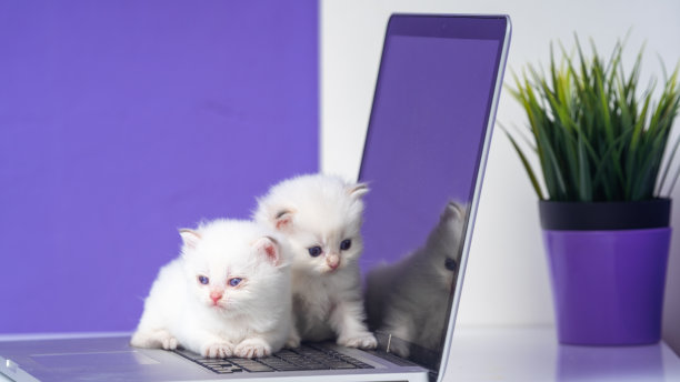 国产英国短毛猫在笔记本电脑键盘上的照片图片下载