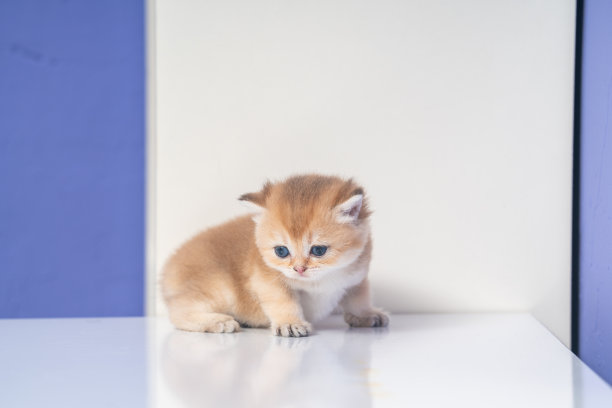 桌上的英国短毛猫照片图片下载