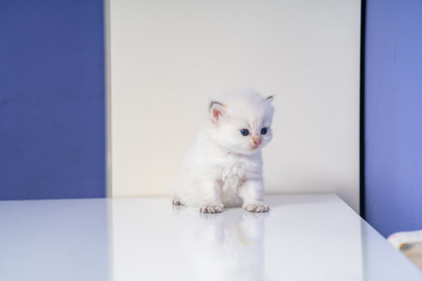 桌上的英国短毛猫照片图片下载