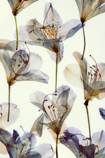 五颜六色的干花瓣杜鹃花图片下载