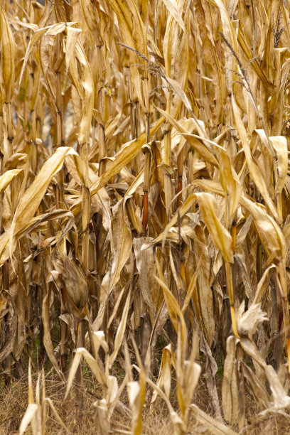玉米地，干燥的植物和阴天。图片下载