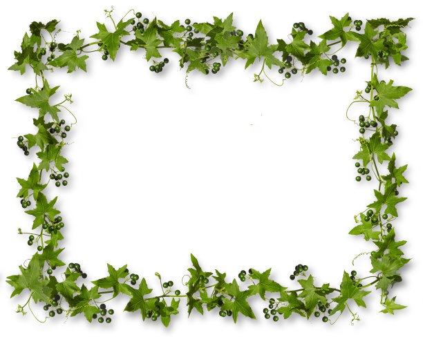 与绿色浆果的常春藤孤立在白色的背景与阴影，矩形框架。图片下载
