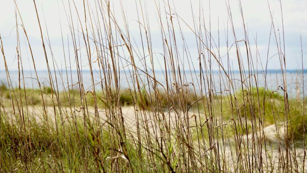 聚焦沙滩草图片下载