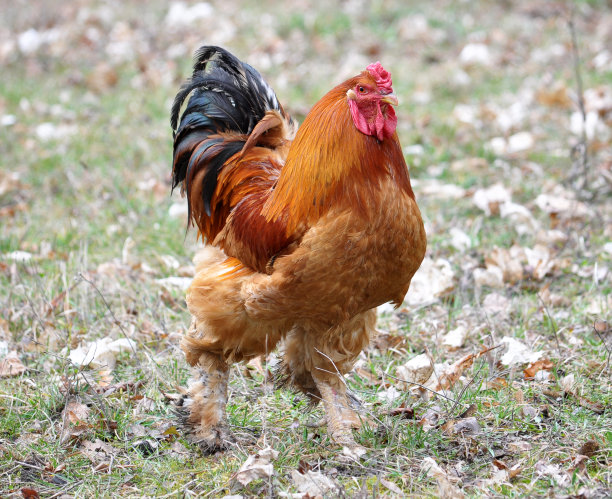 乡下院子里的家鸡图片下载