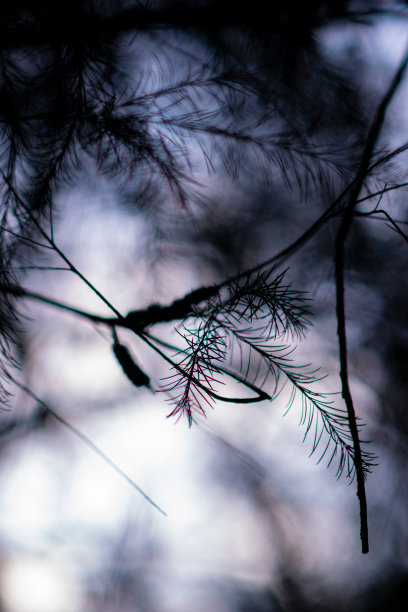 树枝模糊，寒夜近黄昏。图片下载