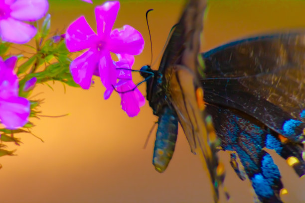 蝴蝶在一群粉红色的花上图片下载